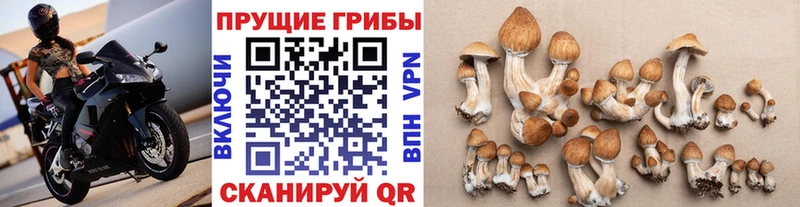Галлюциногенные грибы прущие грибы  Динская 
